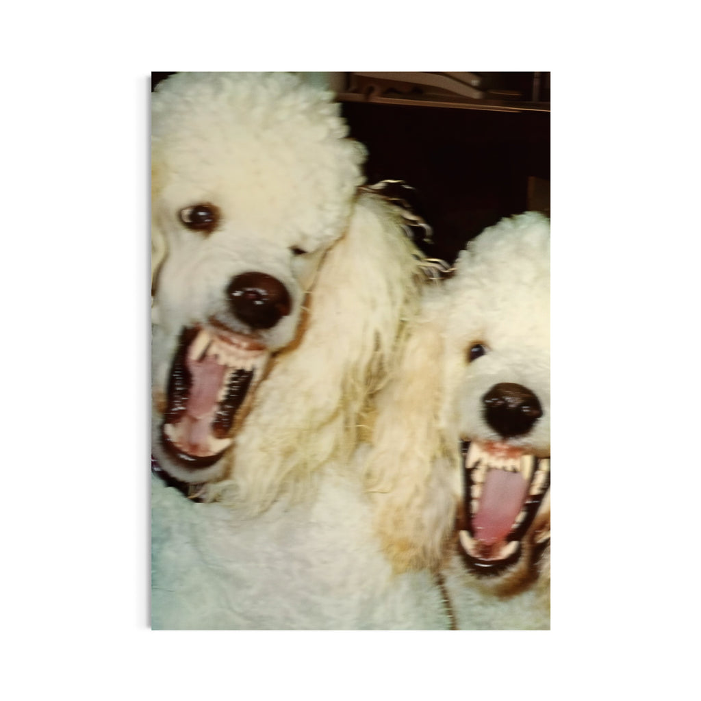 Poodles